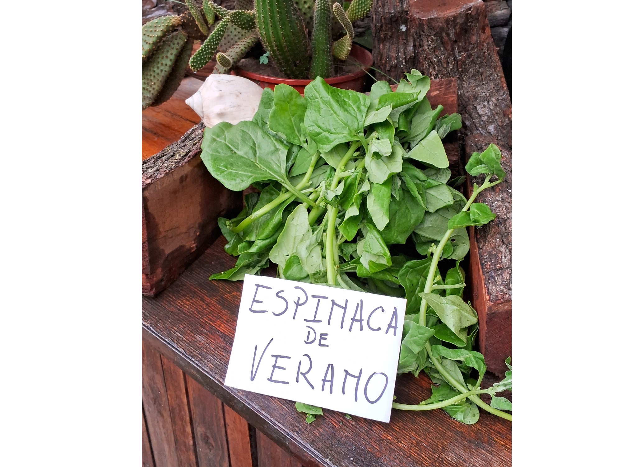 ESPINACA VERANO