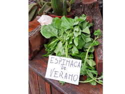 ESPINACA VERANO