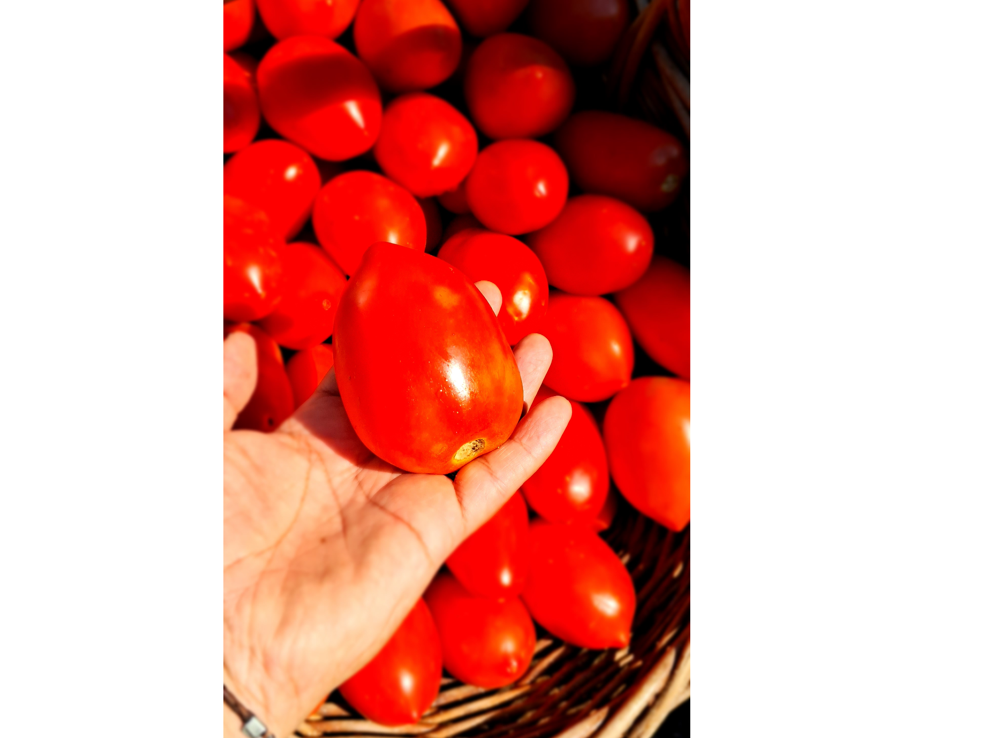 TOMATE PERITA INVERNADERO