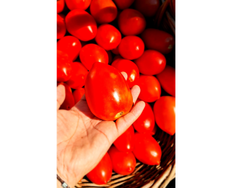 TOMATE PERITA INVERNADERO