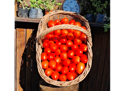 TOMATE PERITA CAMPO