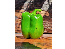 PIMIENTO VERDE