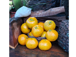 MANDARINA CRIOLLA MEDIANA
