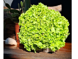 LECHUGUIN VERDE