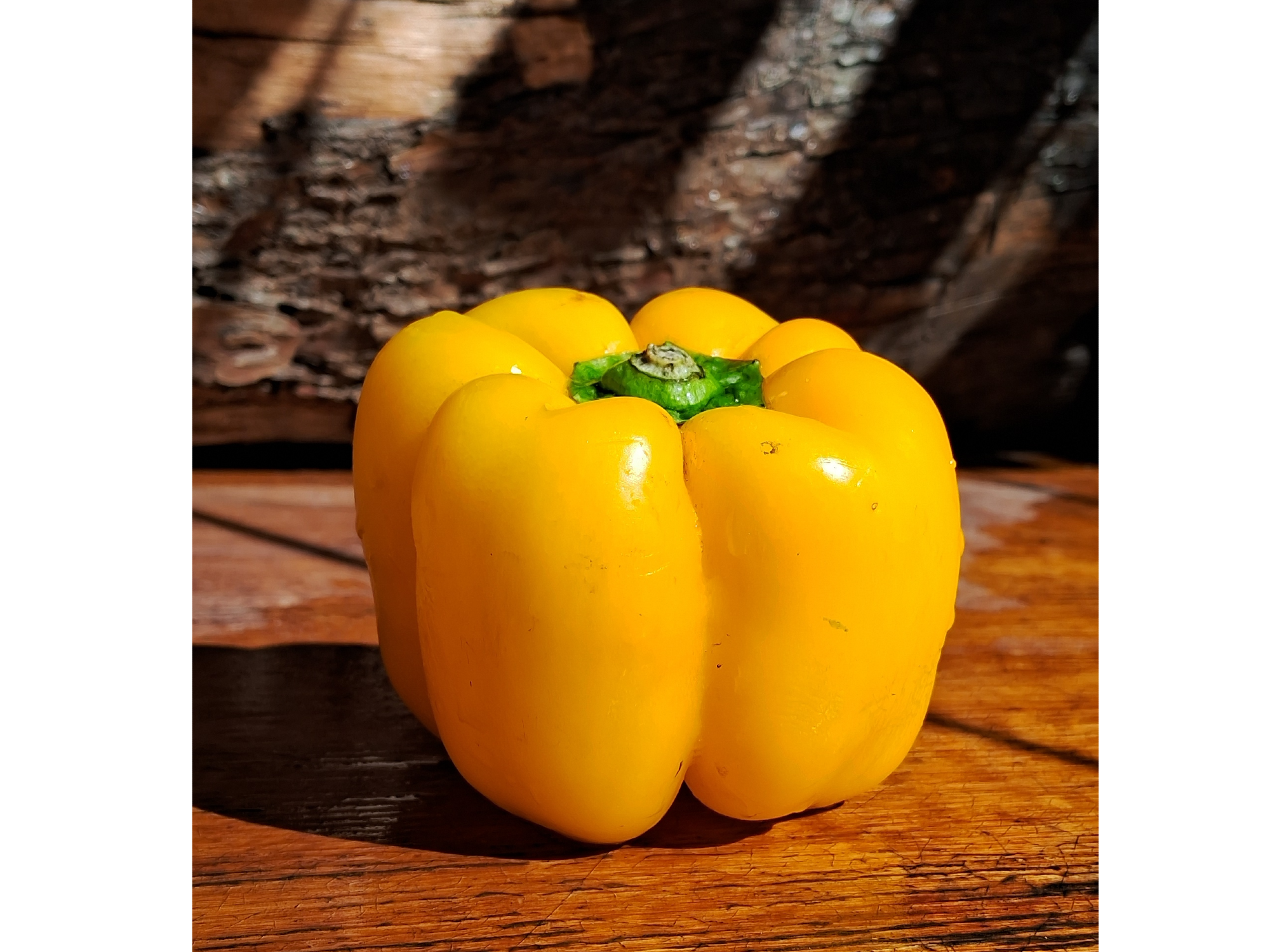 PIMIENTO AMARILLO SUJETO A STOCK