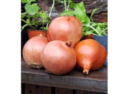 CEBOLLA COMUN x 2kg