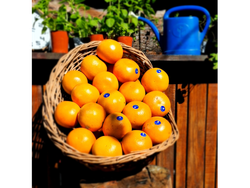 POMELO CHILENO