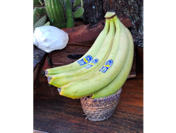 BANANA ECUADOR