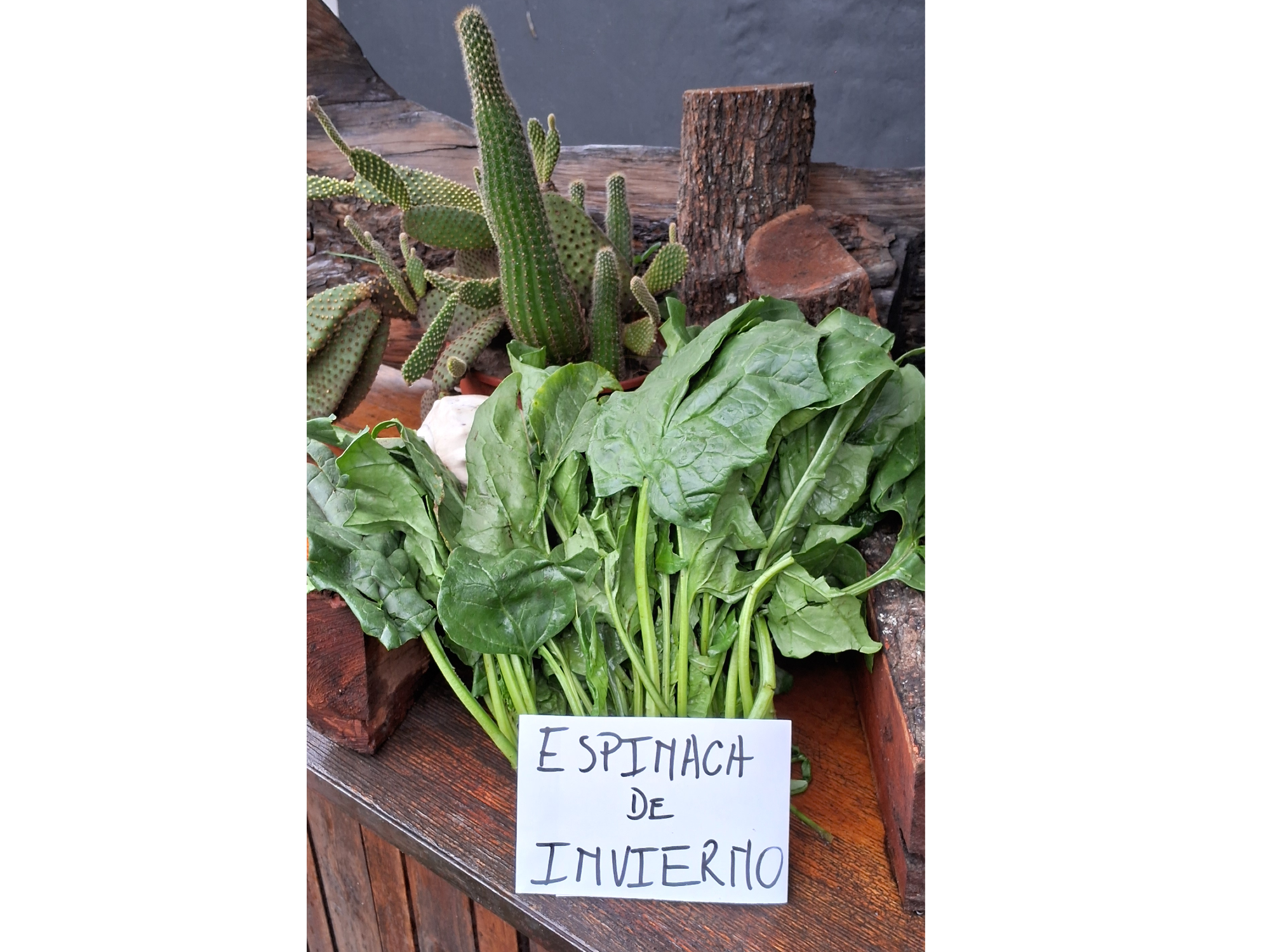 Espinaca Invierno de Grupo Abasto