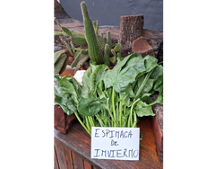 Espinaca Invierno x 2 Paquetes