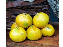 MANDARINA OKITSU