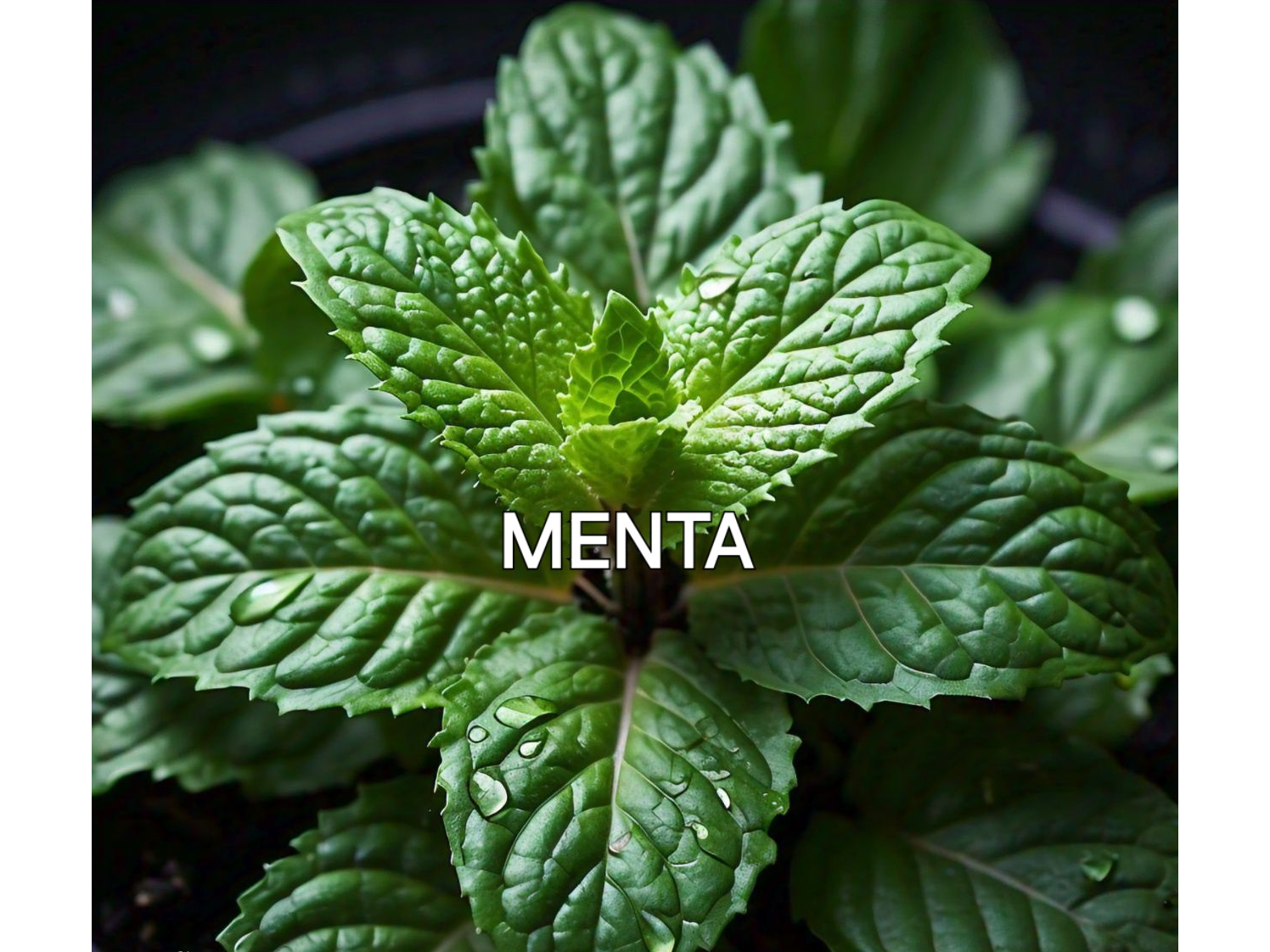 MENTA EN PLANTIN