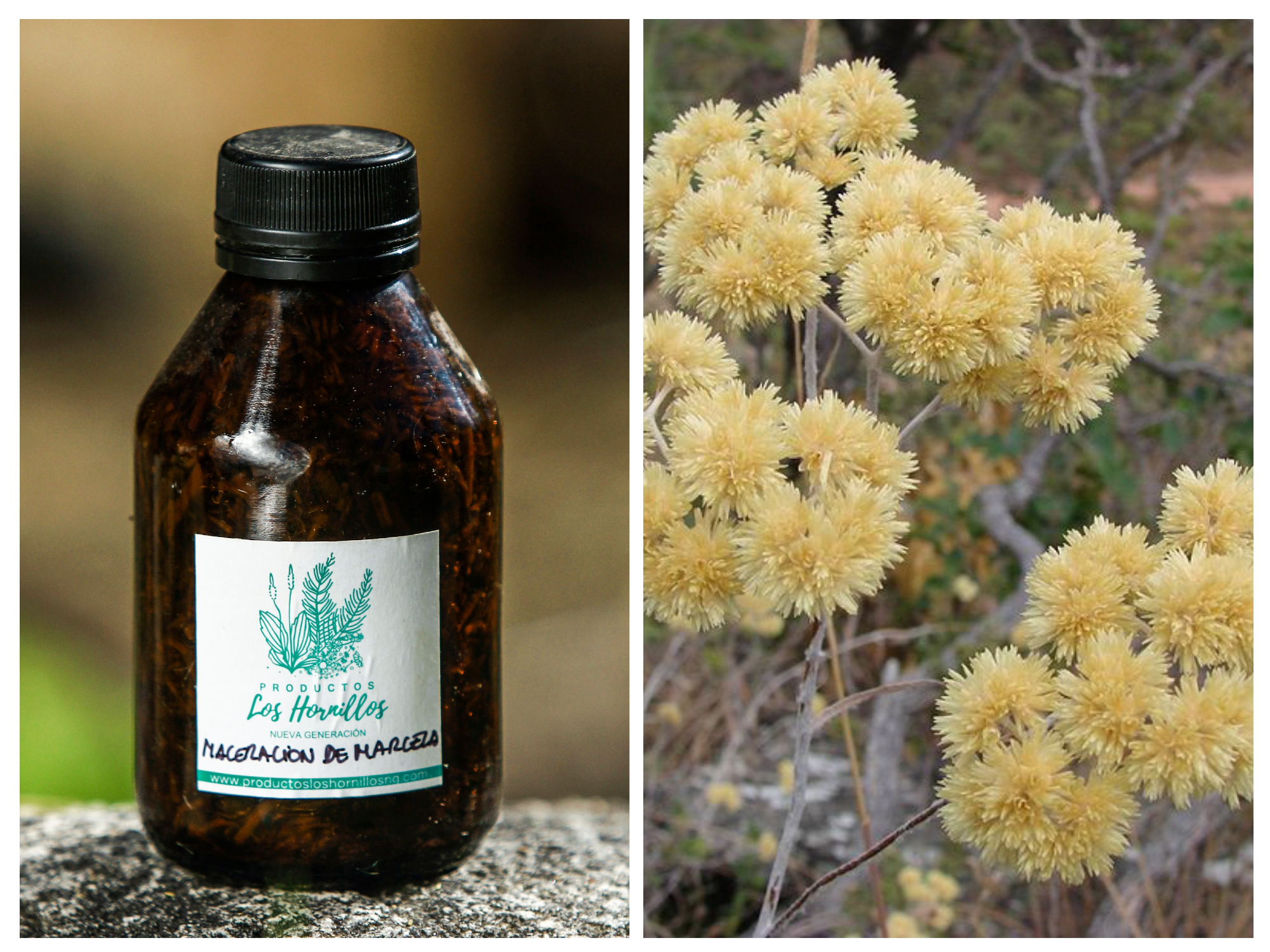 Maceración de Marcela