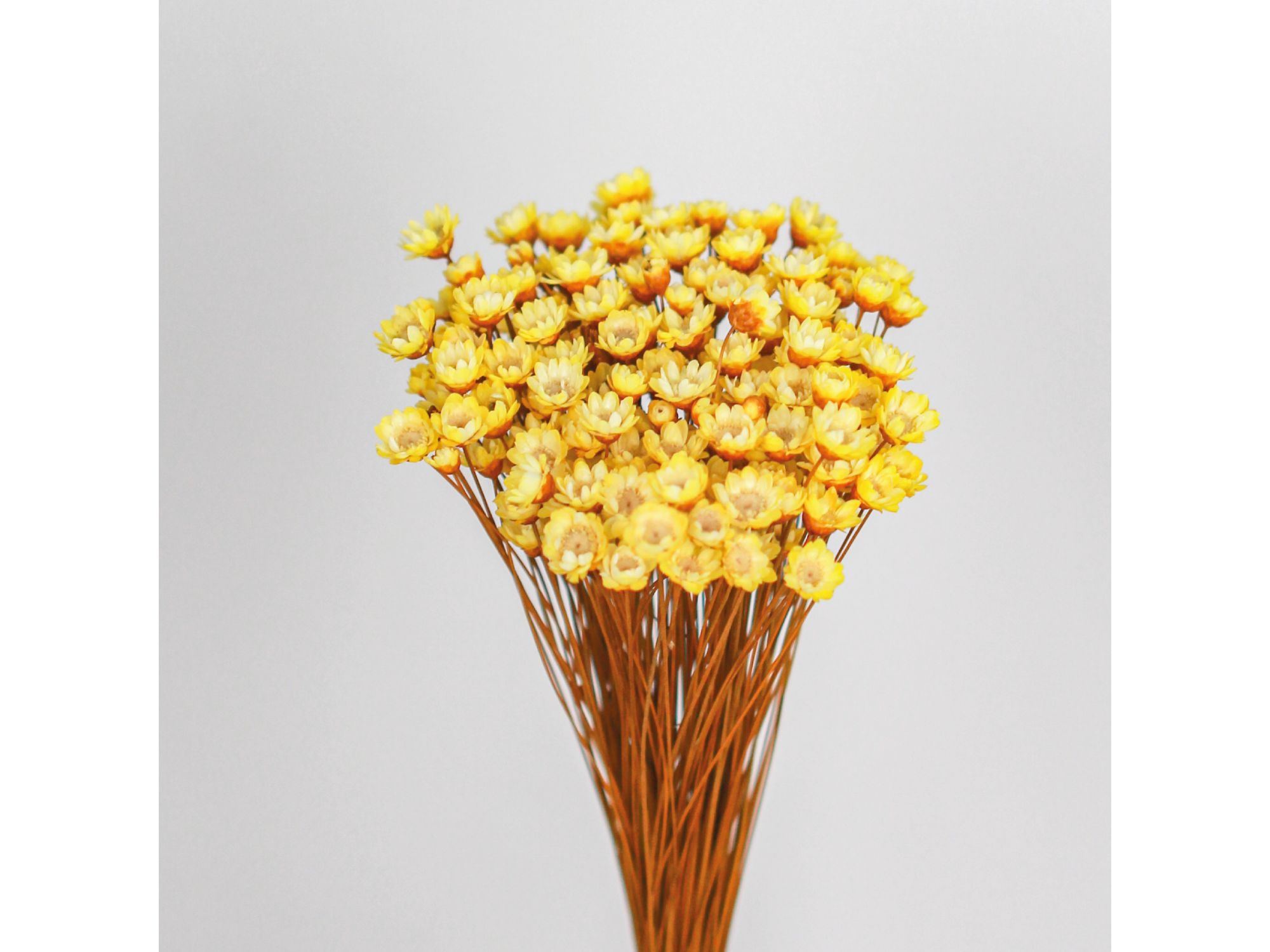 Diamantinas más de 100 paquetes