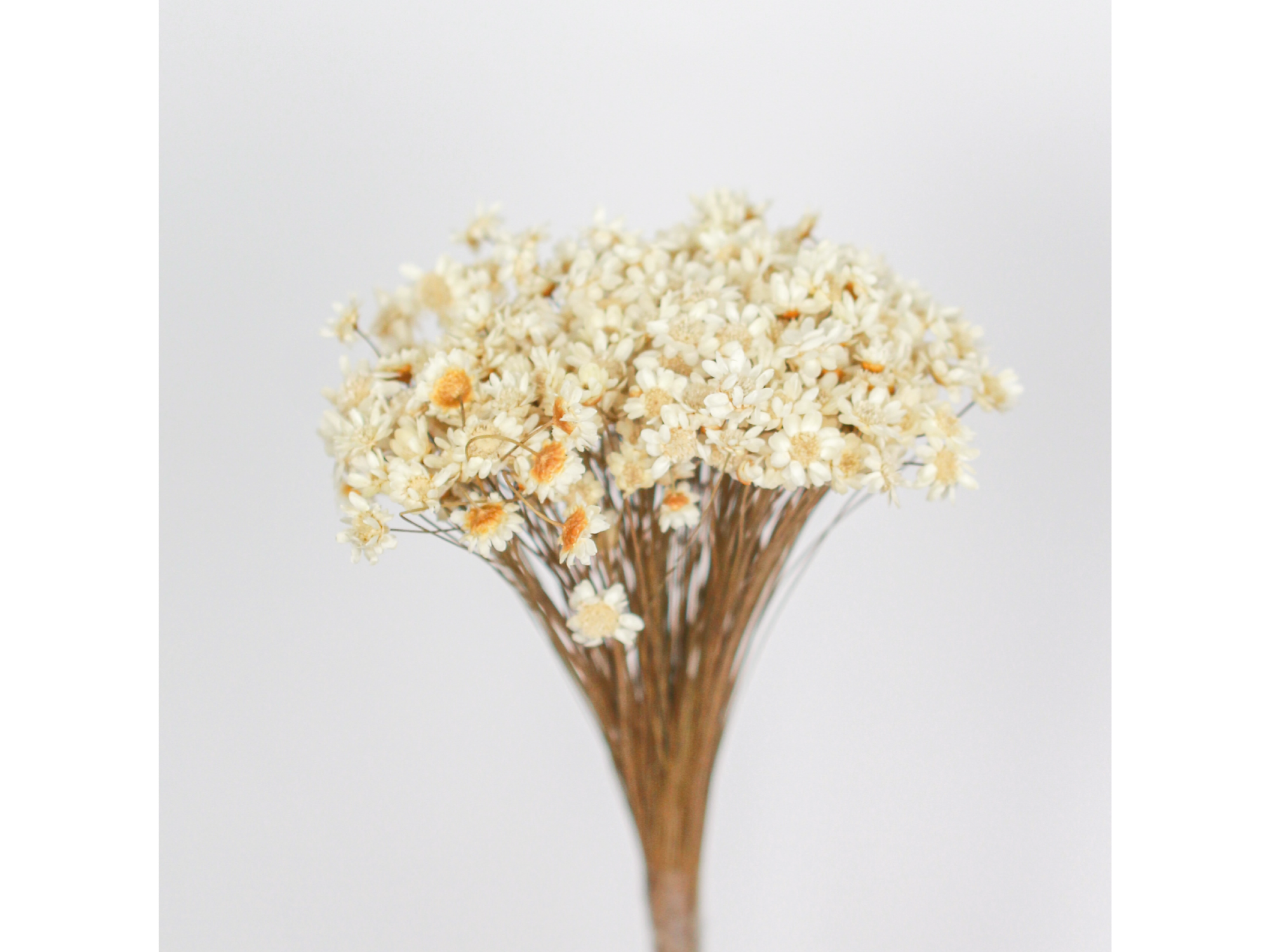 Diamantinas de 50 a 100 paquetes