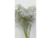 Gypsophila Importada