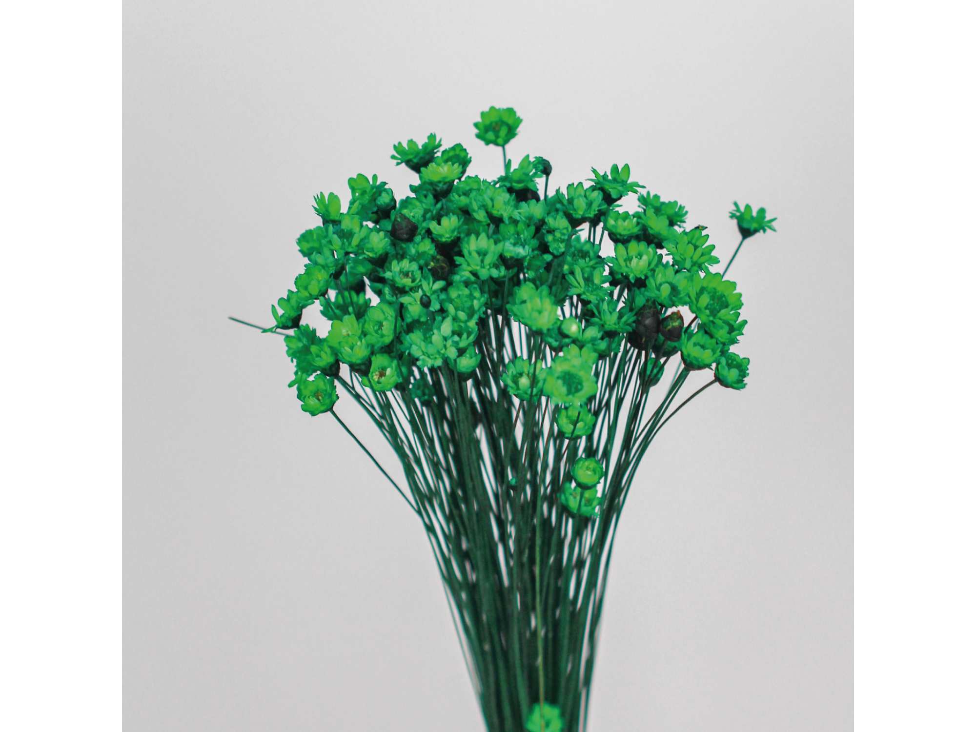 Diamantinas hasta 50 paquetes