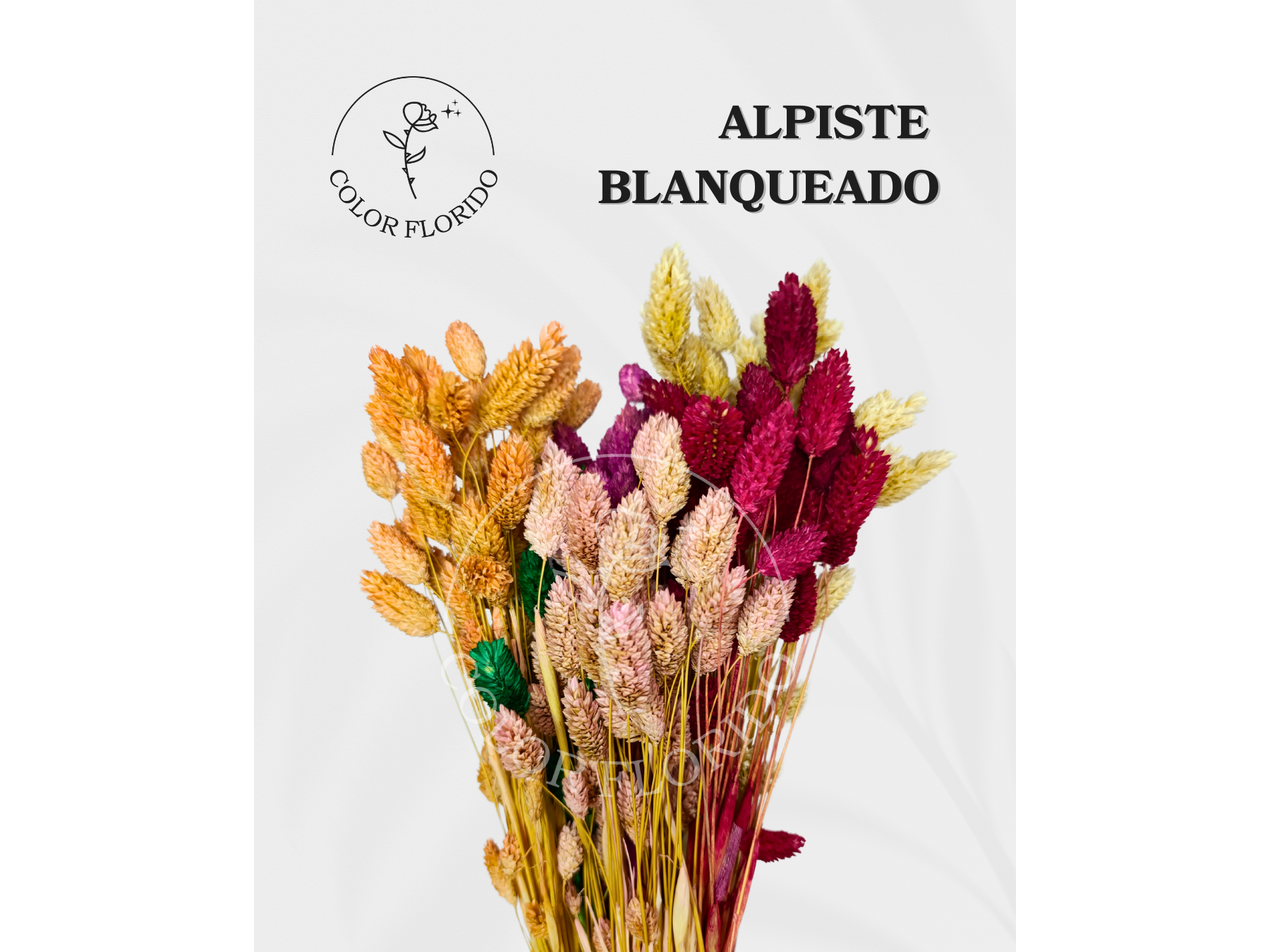 Alpiste Blanqueado