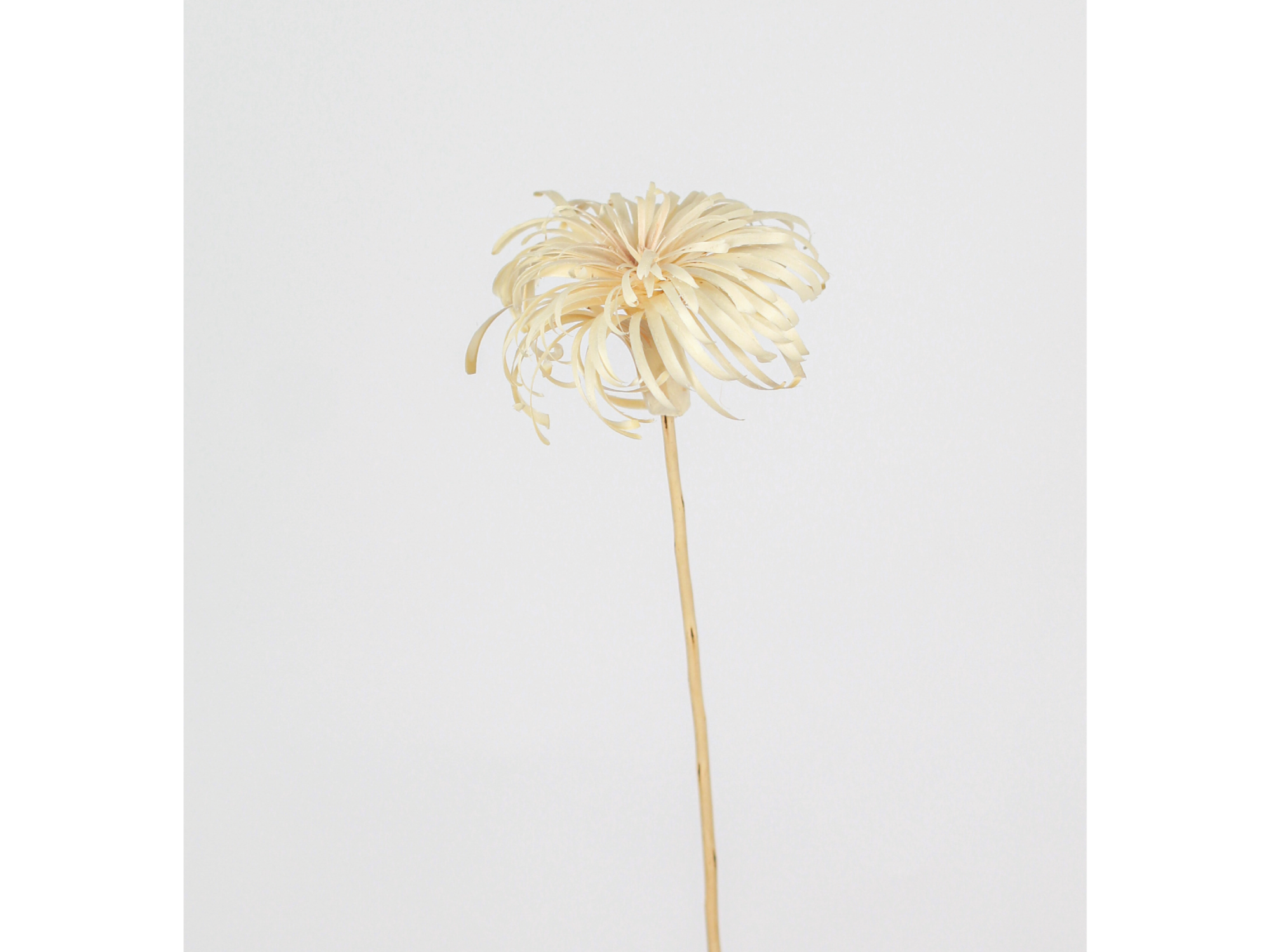 Flor de mimbre Chica