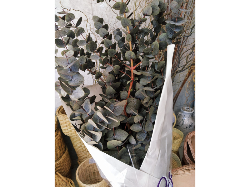 Eucalipto preservado