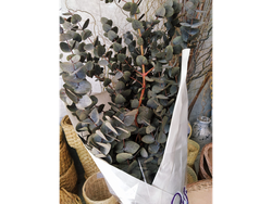 Eucalipto preservado