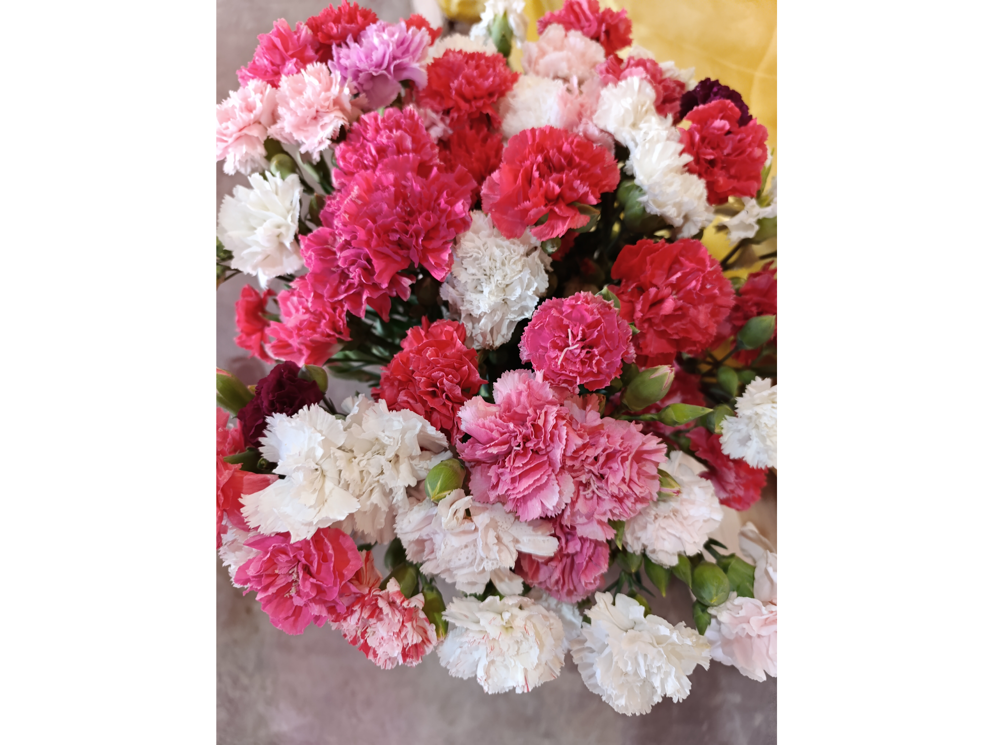 Claveles de Color Florido Comercio