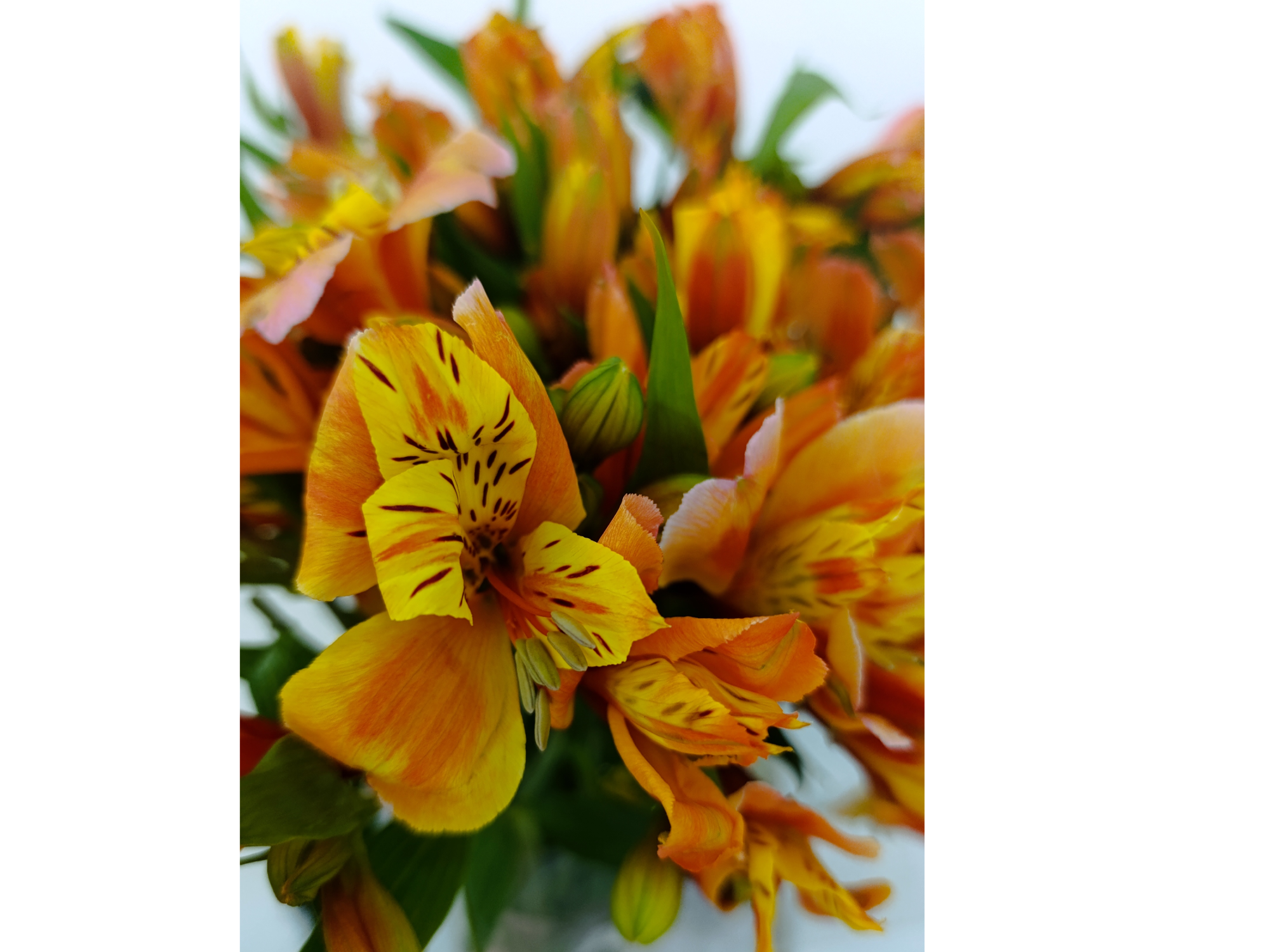 Alstroemerias