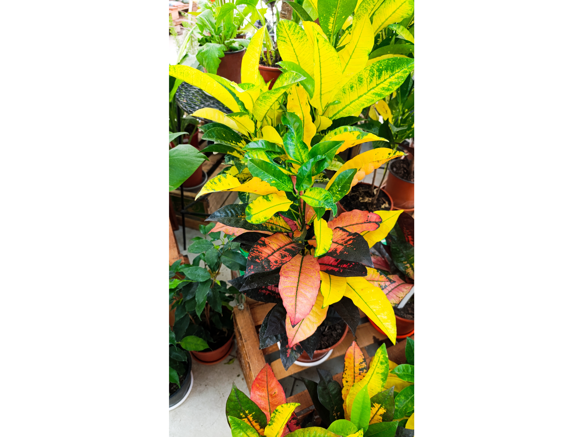 Plantas de Interior