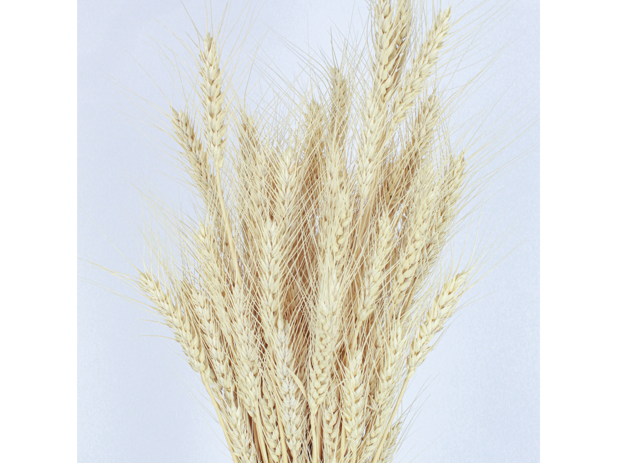 Espiga de trigo (100 espigas por paquete)