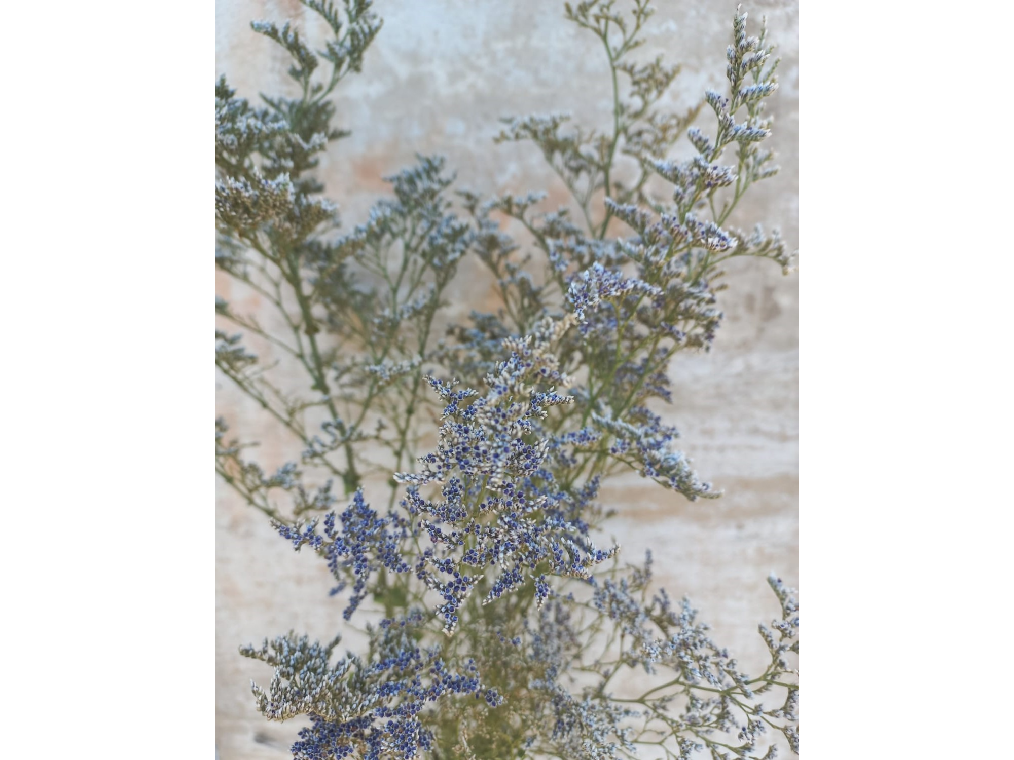 Caspia Pinito (Más de 10)