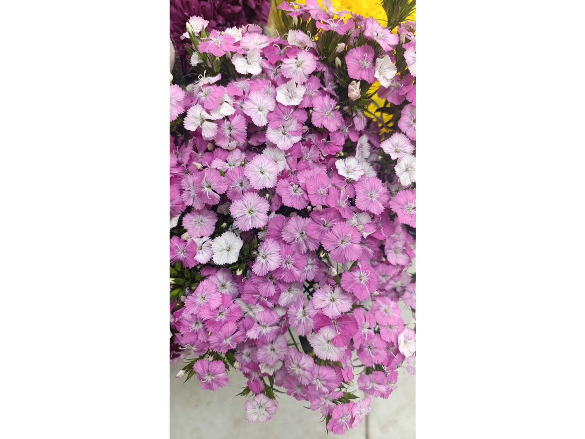 Dianthus