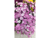 Dianthus
