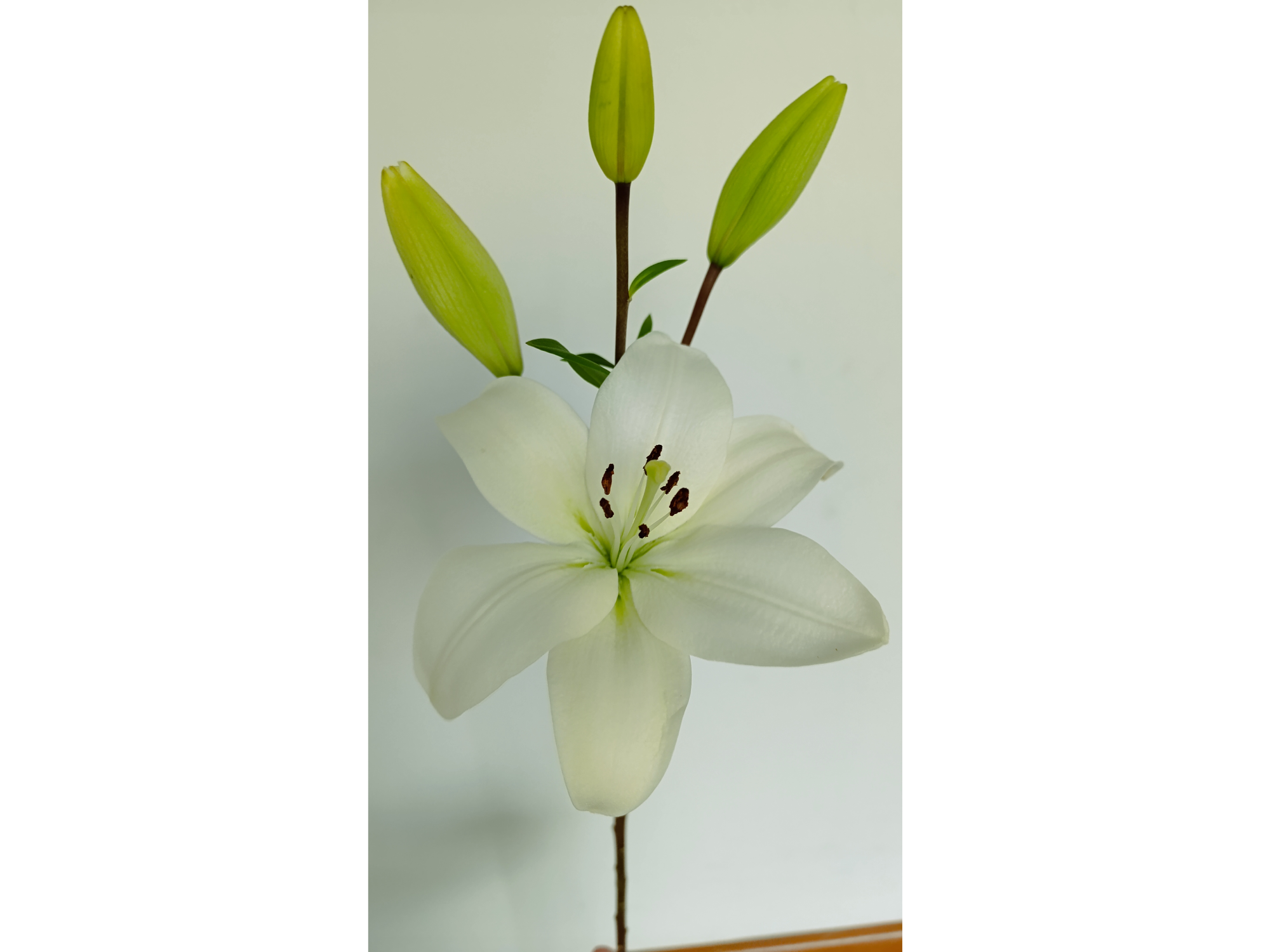 Lilium