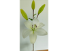 Lilium