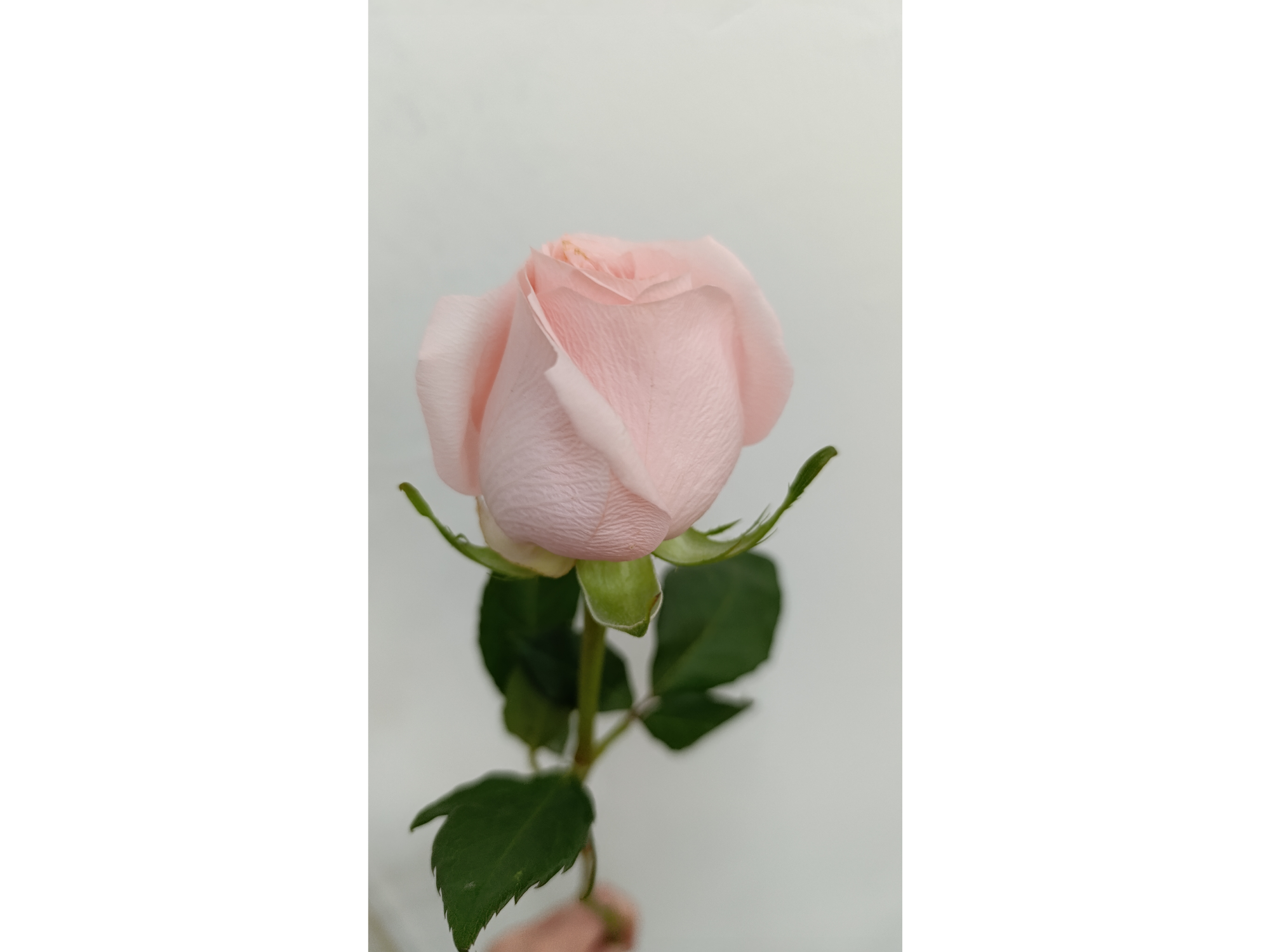 Rosas Premium Importadas