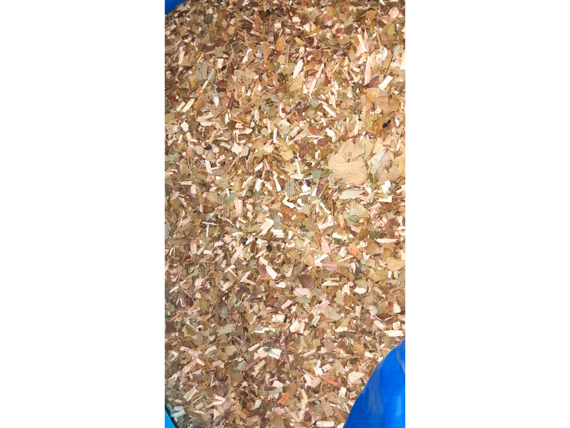 🍊 Hojas de Naranjo – Secado Barbacuá
