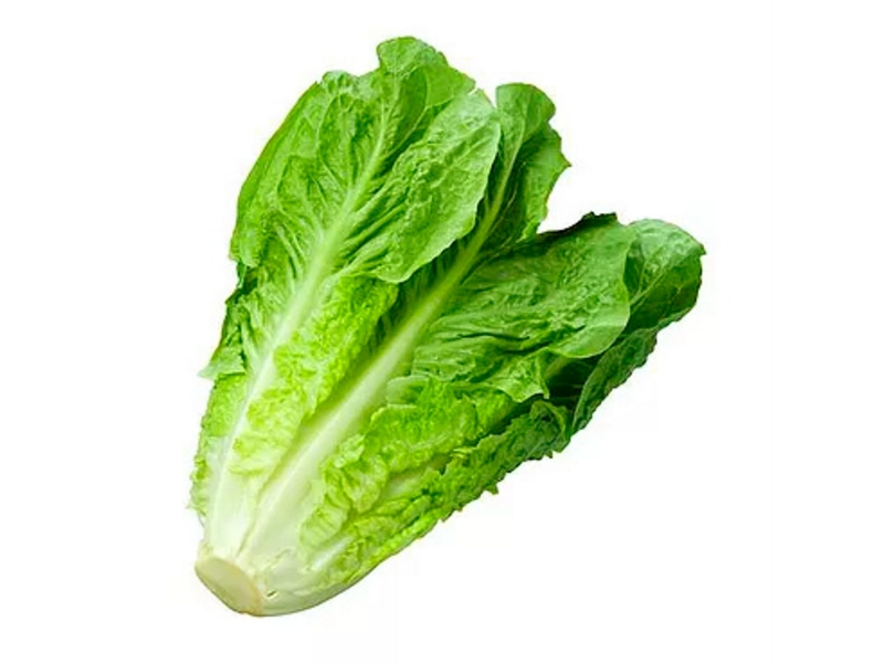 lechuga