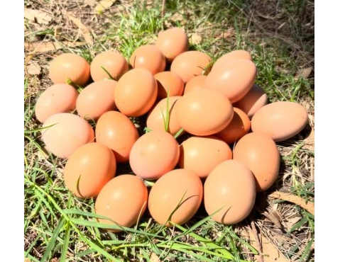Huevos de Campo  Maplecito