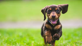 ADULTOS RAZAS PEQUEÑAS