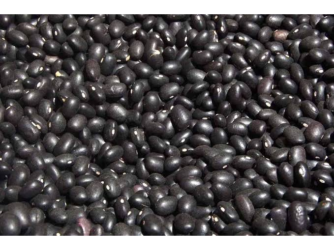 Poroto negro