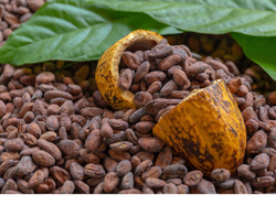CACAO IMPORTADO DE BRASIL  X  25KG