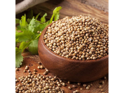 CORIANDRO EN GRANO