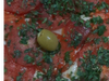 Napolitana