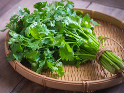 Cilantro