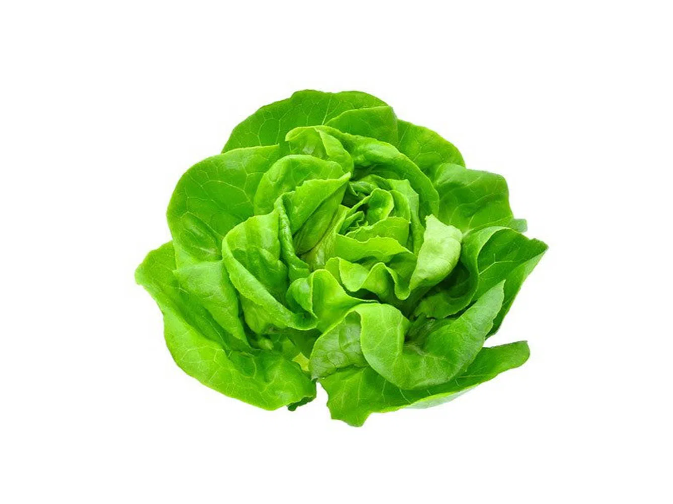 Lechuga manteca