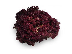 Lechuguín morado (Paquete)