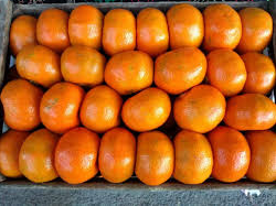 Mandarina Dancy