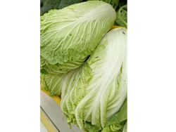 Lechuga japonesa