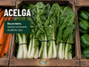 Acelga