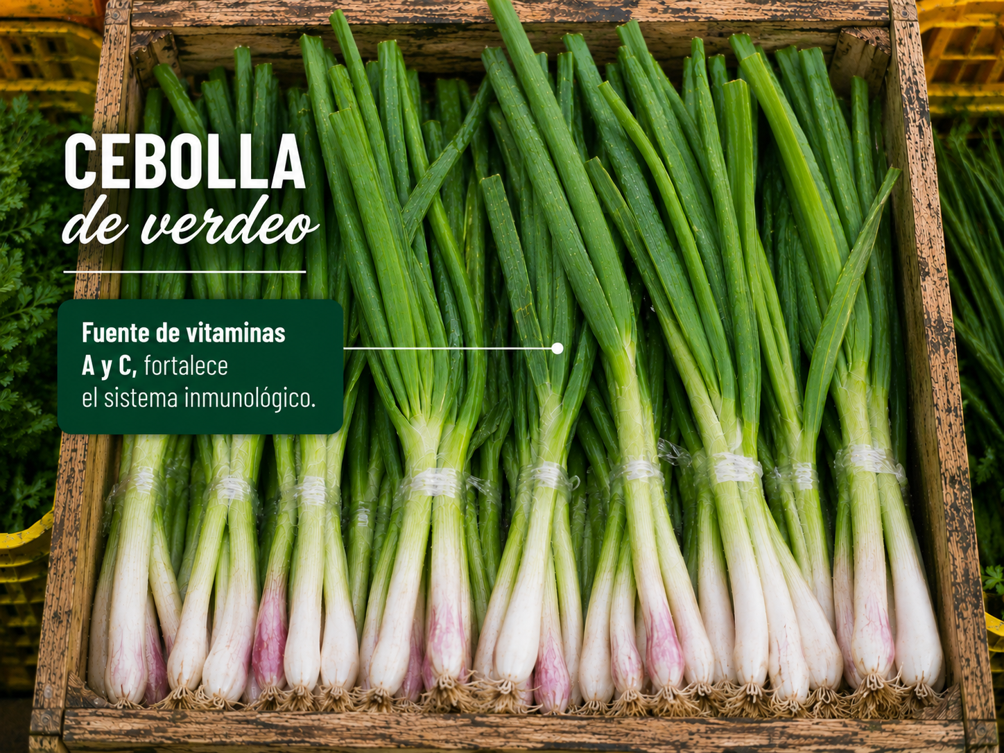 Cebolla verdeo